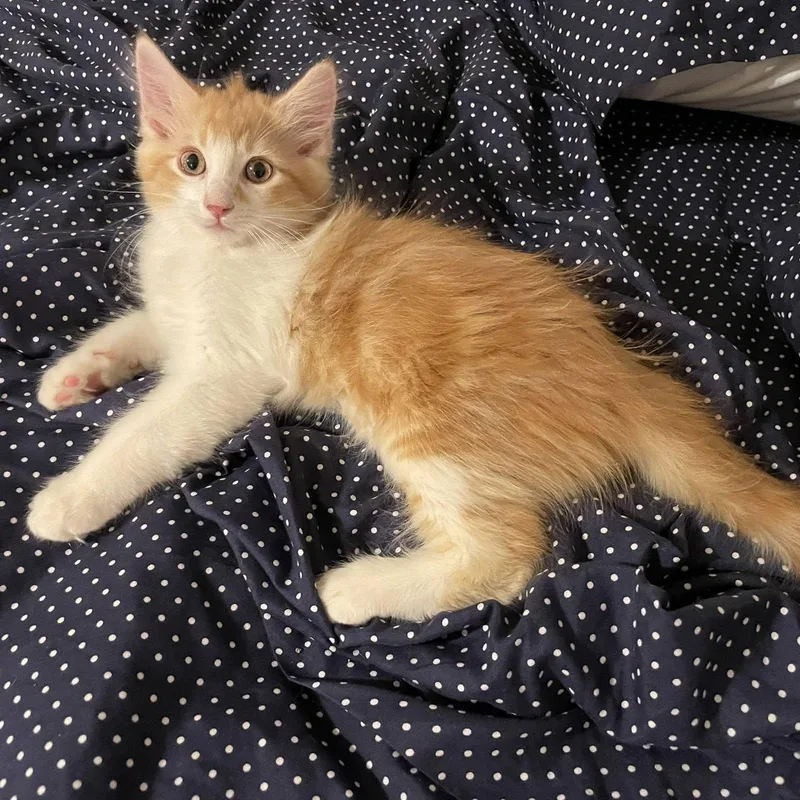 A baby medium-sized male Tabby (Orange / Red) Domestic Medium Hair cat named Hamsa for adoption in Queen Creek, AZ