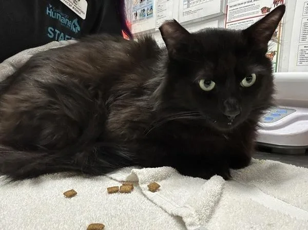 An adult medium-sized male Domestic Short Hair cat named Cornbread for adoption in Escondido, CA