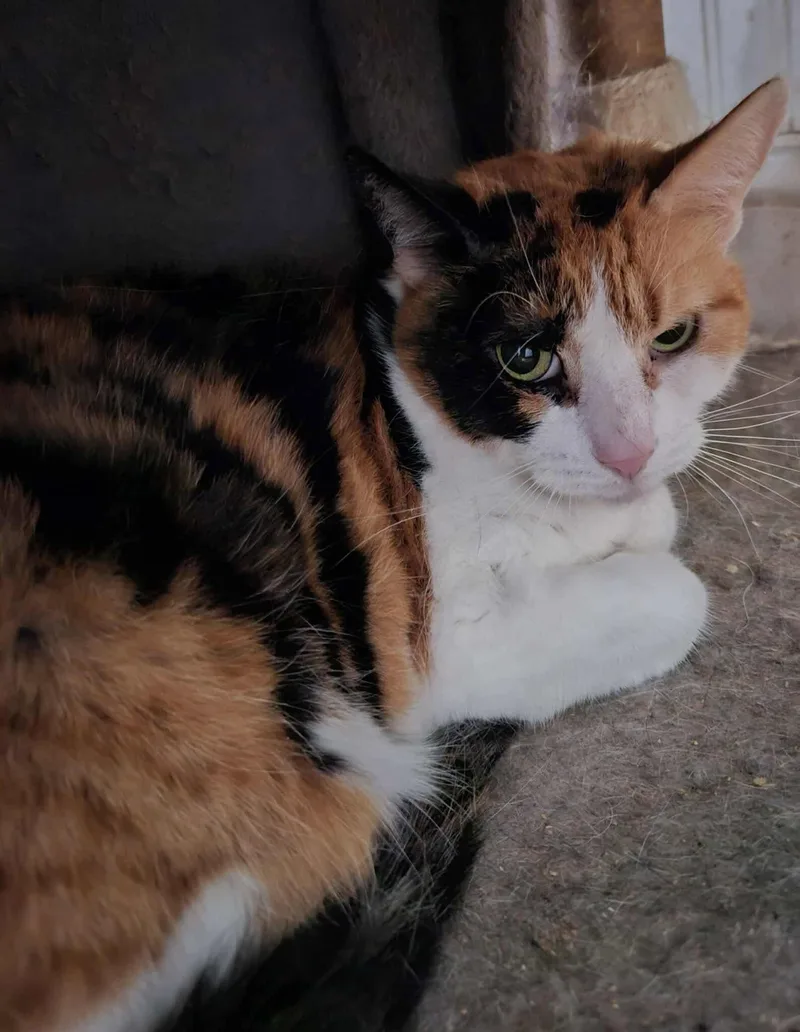 An adult medium-sized female Domestic Short Hair cat named Sasha for adoption in Holbrook, NY