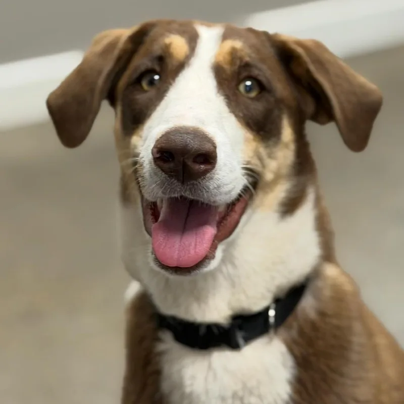 A young medium-sized female Brown / Chocolate Hound dog named Fwt Ursula for adoption in Midland, TX