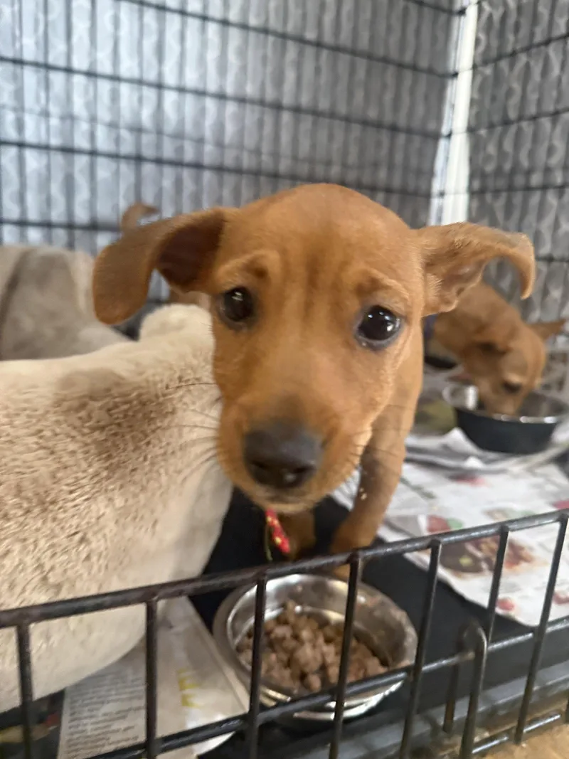 An adult small-sized female Chihuahua dog named Tater Tot for adoption in Sanford, FL