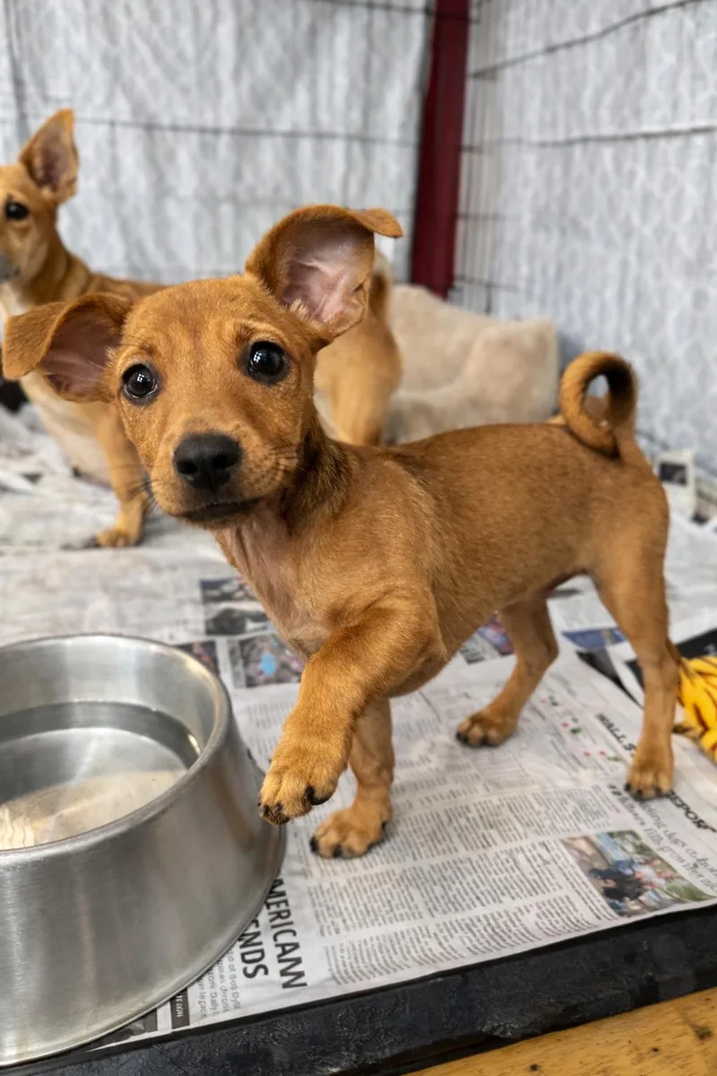 Tater Tot thumbnail 2