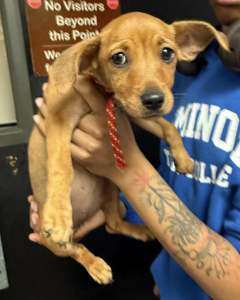 Tater Tot thumbnail 3