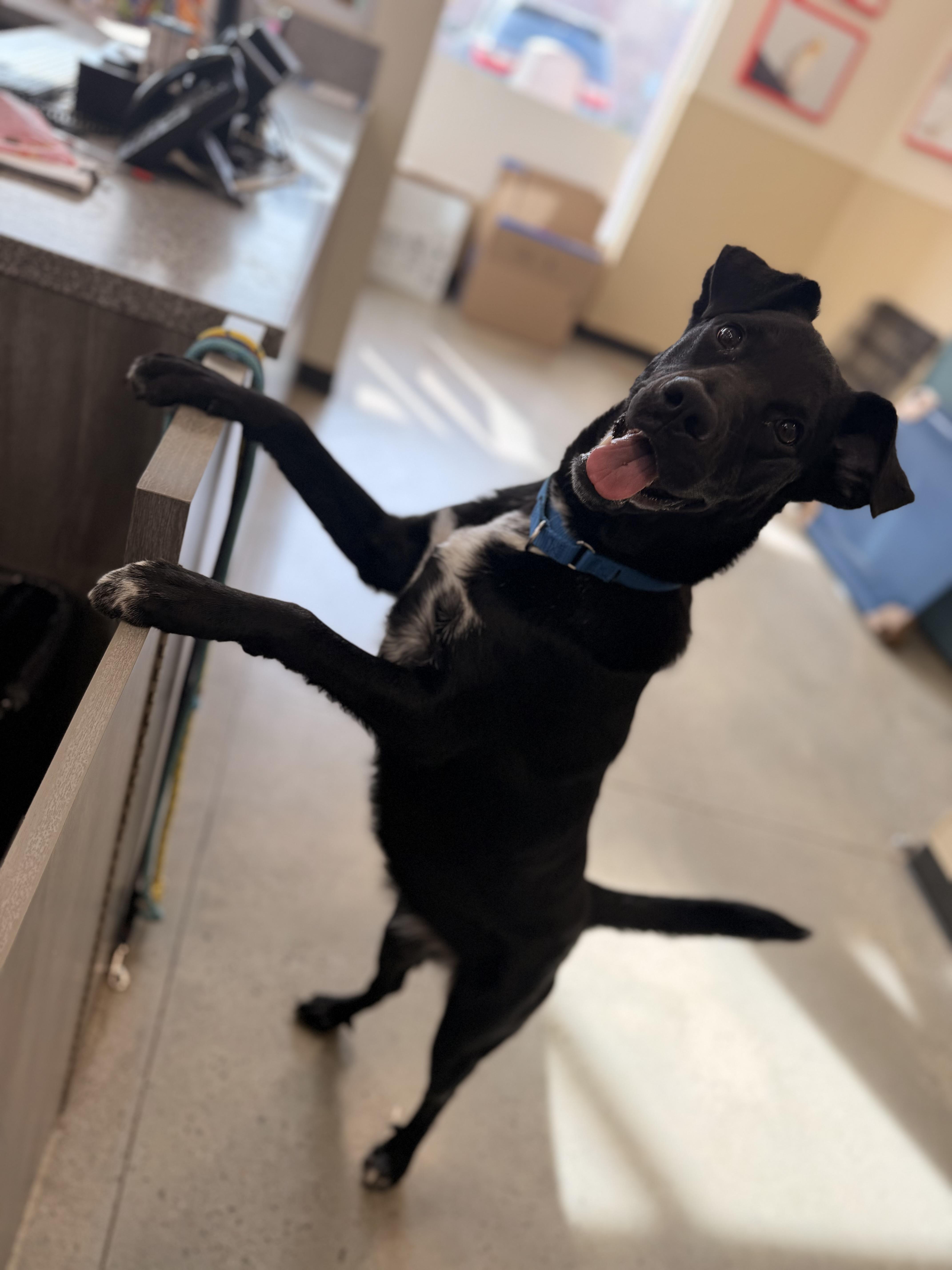 A young medium-sized female Labrador Retriever dog named Twinkie for adoption in New Rochelle, NY