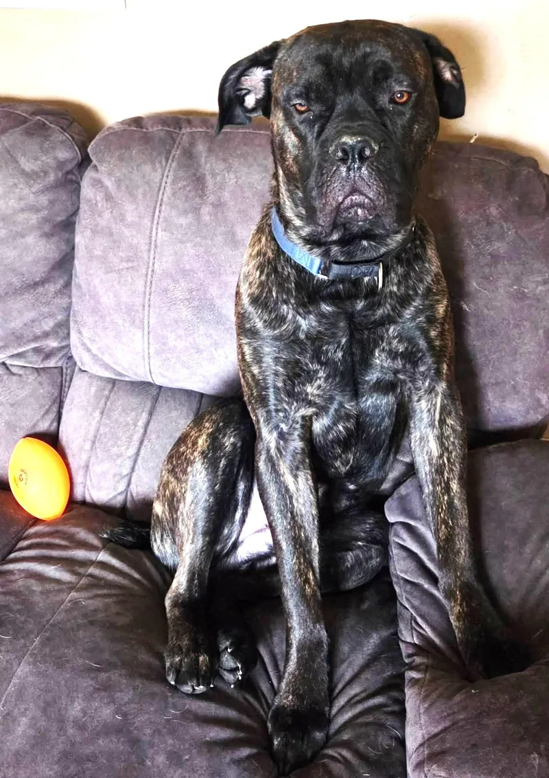 An adult extra large-sized male Bicolor Cane Corso dog named Tig for adoption in Mora, MN