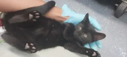 A young small-sized female Domestic Short Hair cat named Gopher for adoption in North Miami Beach, FL