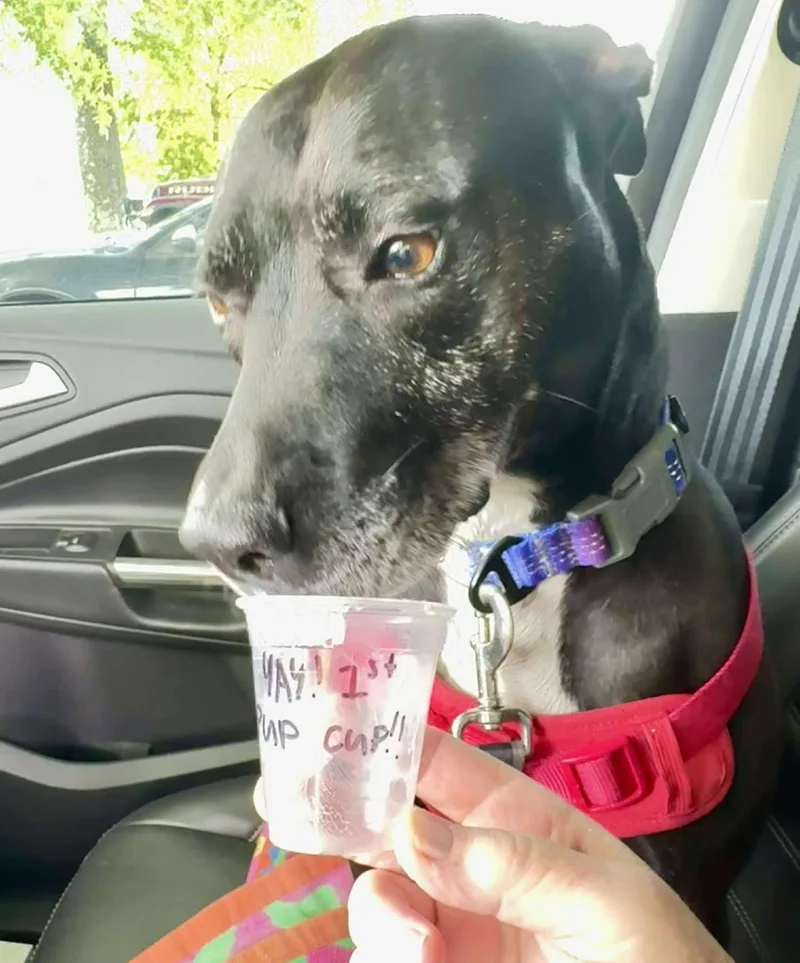 An adult medium-sized female Pit Bull Terrier dog named Bella for adoption in Zuni, VA