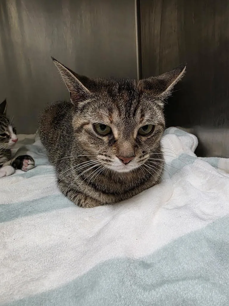 A young medium-sized female Domestic Short Hair cat named Jyles for adoption in Meriden, CT