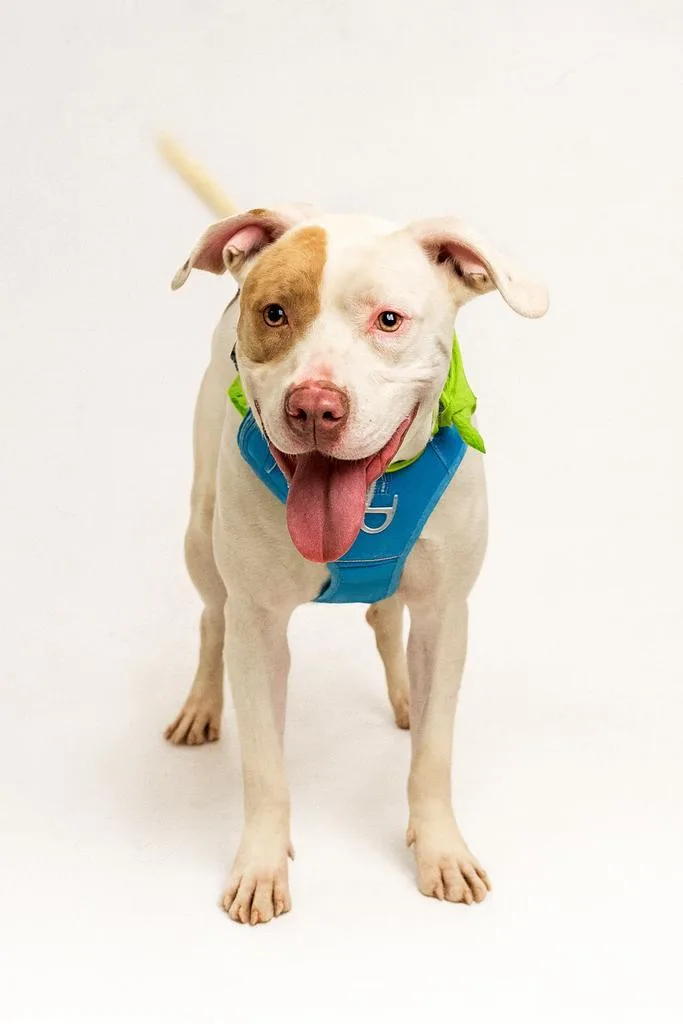 A young medium-sized female Mixed Breed dog named Palmolive for adoption in Florence, SC