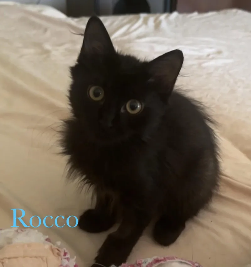 Rocco