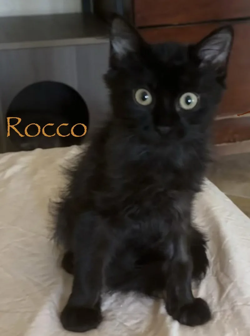 Rocco thumbnail 2