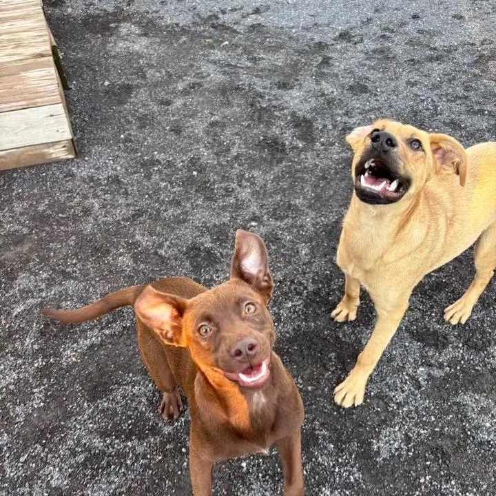 Ollie
