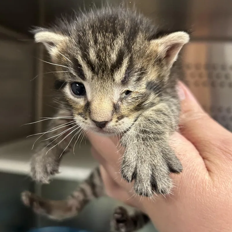 An adult small-sized female Domestic Medium Hair cat named Dill for adoption in St Joseph, MO