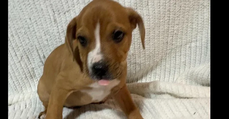 Honeyberry thumbnail 2