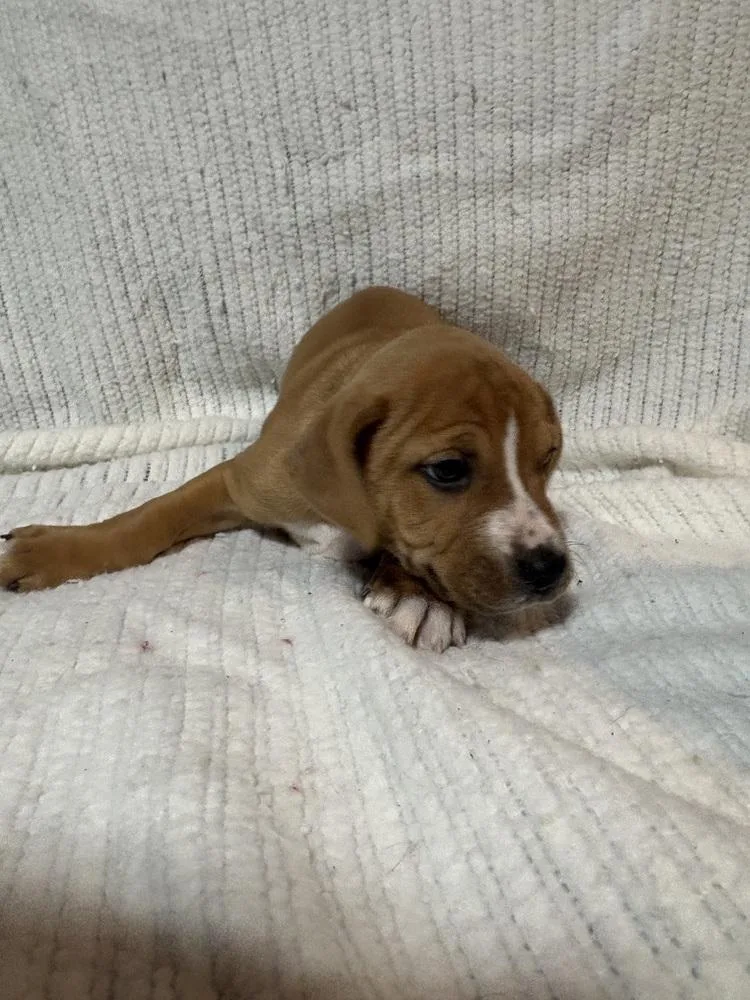 Honeyberry thumbnail 3