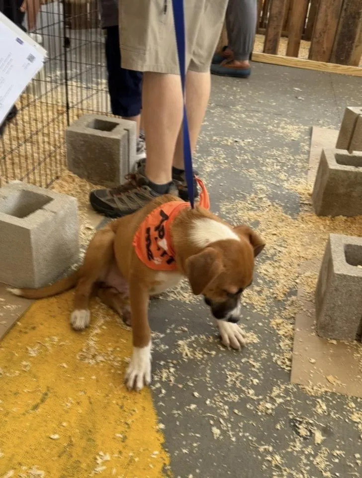 A baby medium-sized male Tricolor (Brown, Black, & White) Labrador Retriever dog named Simon for adoption in Wonder Lake, IL