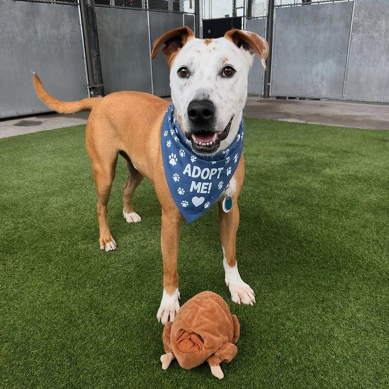 An adult large-sized male Mixed Breed dog named Jerry for adoption in Truckee, CA