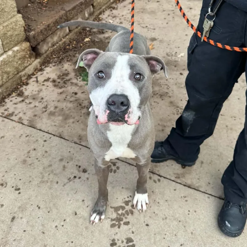 An adult small-sized male Pit Bull Terrier dog named Walton D for adoption in Princeton, MN