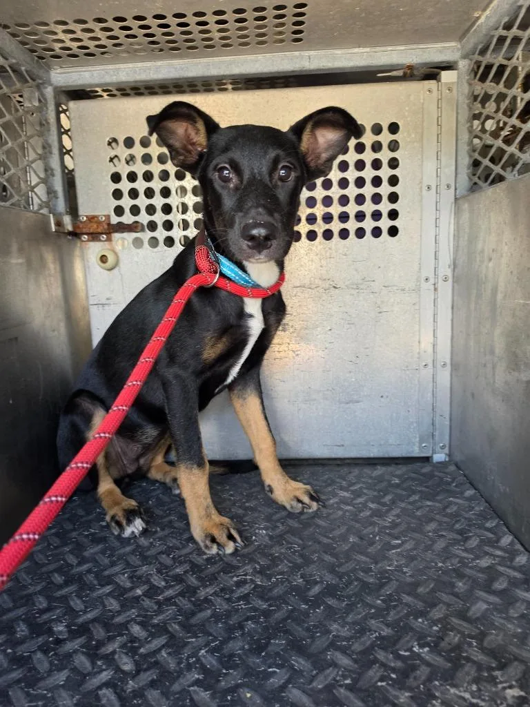 A baby medium-sized female Shepherd dog named Queen Gorgo for adoption in Rockport, TX
