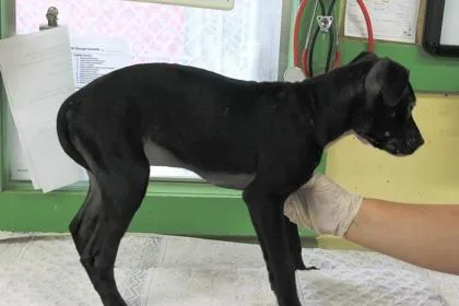 A baby medium-sized female Terrier dog named Queenie for adoption in Picayune, MS