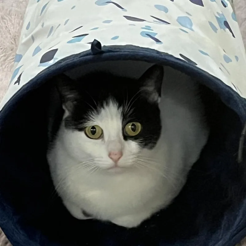 Mother Hen thumbnail 2