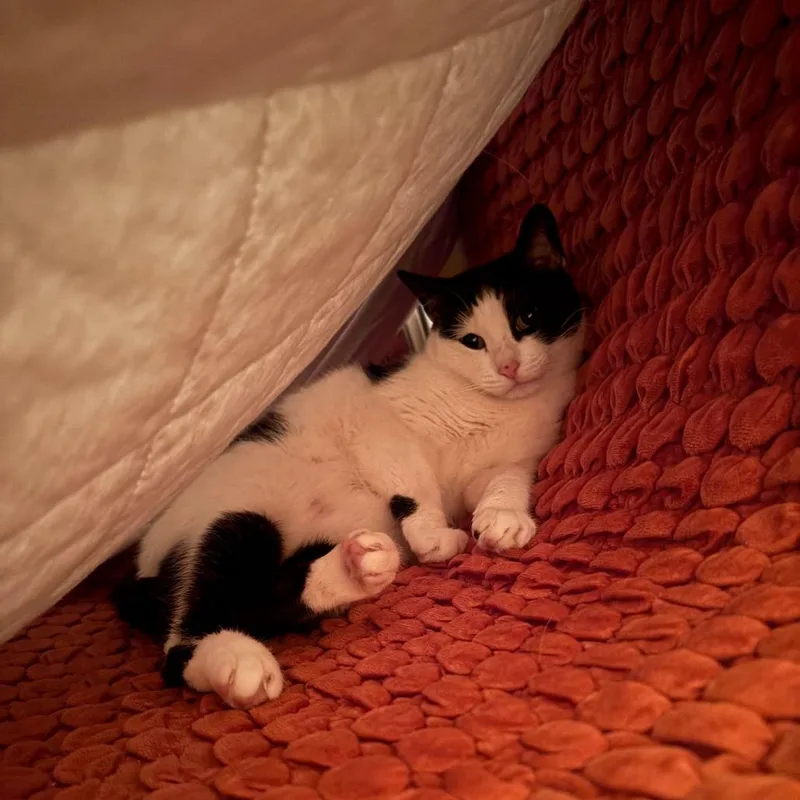 Mother Hen thumbnail 3