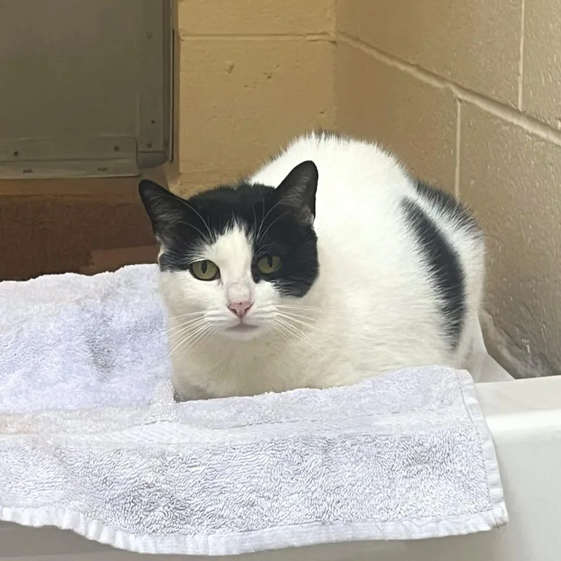 Mother Hen thumbnail 4