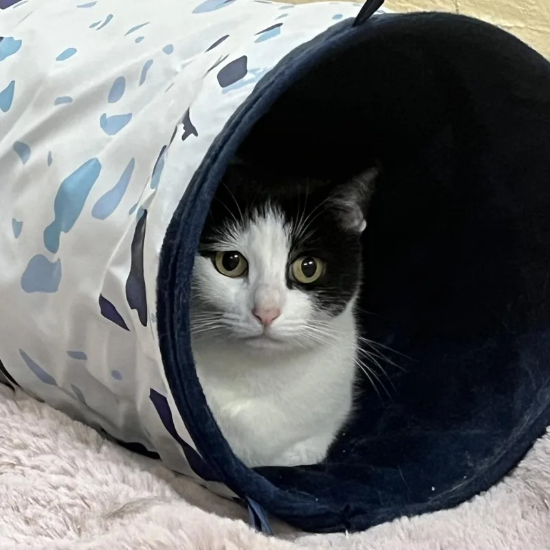 Mother Hen thumbnail 6