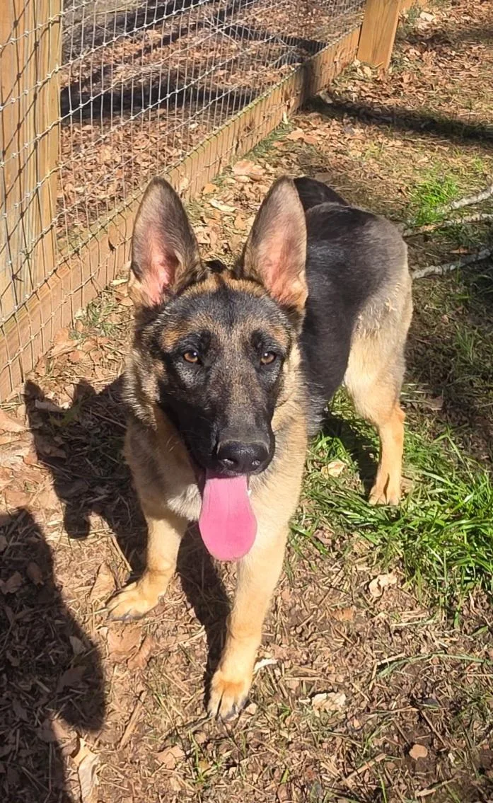 Sapphire thumbnail 2