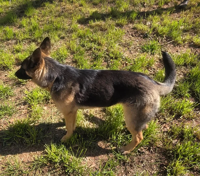 Sapphire thumbnail 4