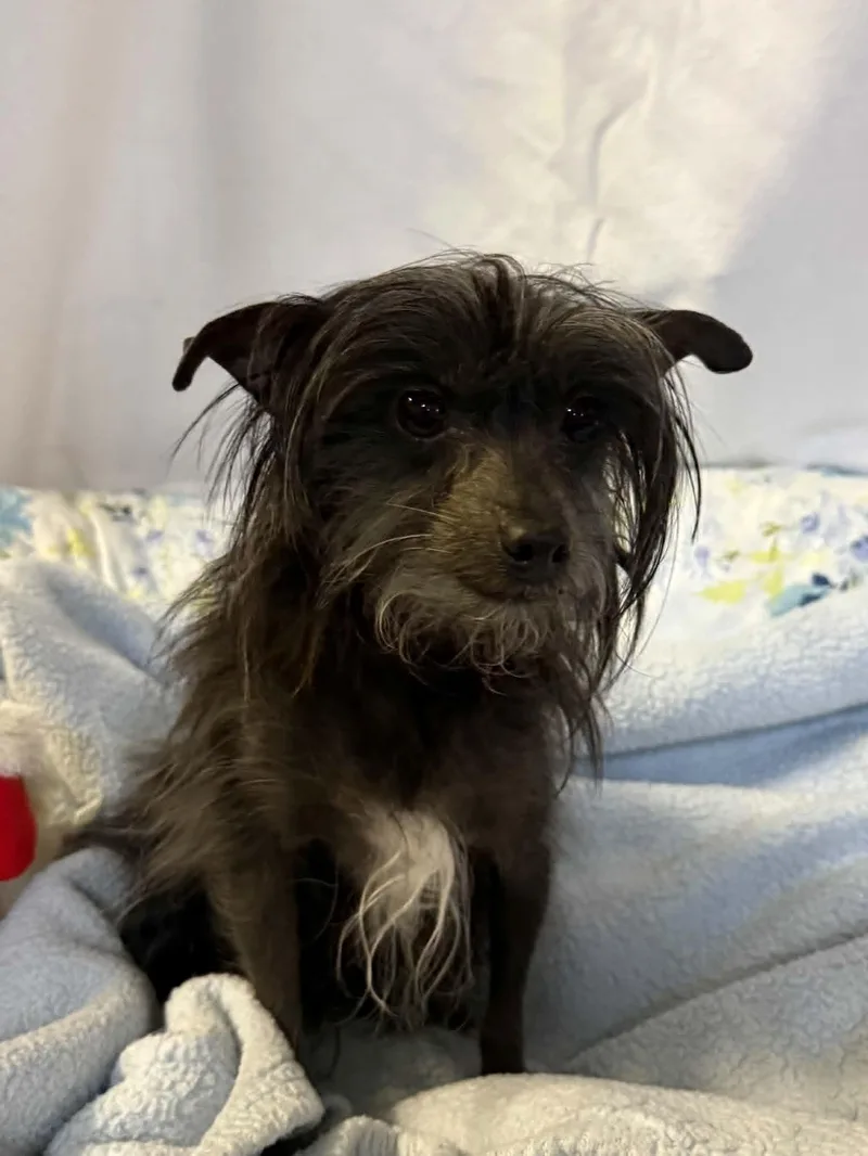 A young small-sized female Gray / Blue / Silver Chinese Crested Dog dog named Judy for adoption in Port Clinton, OH