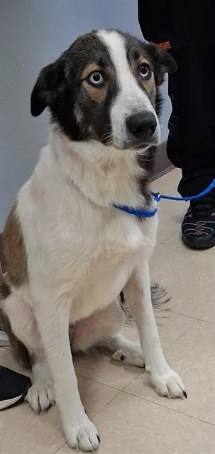 A young large-sized female Anatolian Shepherd dog named Ms. Wigglebutt for adoption in Killeen, TX