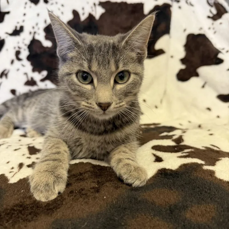 A young small-sized female Gray / Blue / Silver Domestic Short Hair cat named Anchovy for adoption in Buffalo, MN