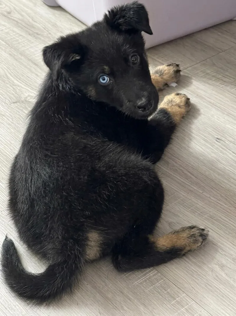 A baby medium-sized male German Shepherd Dog dog named Koda Bear for adoption in Houston, TX