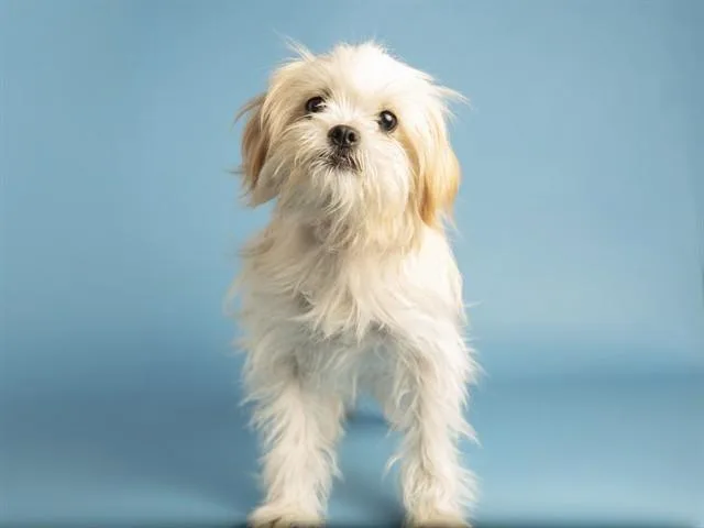A young small-sized male Maltese dog named Obiwan for adoption in Phoenix, AZ