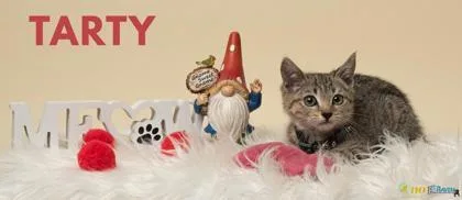 Tarty thumbnail 2