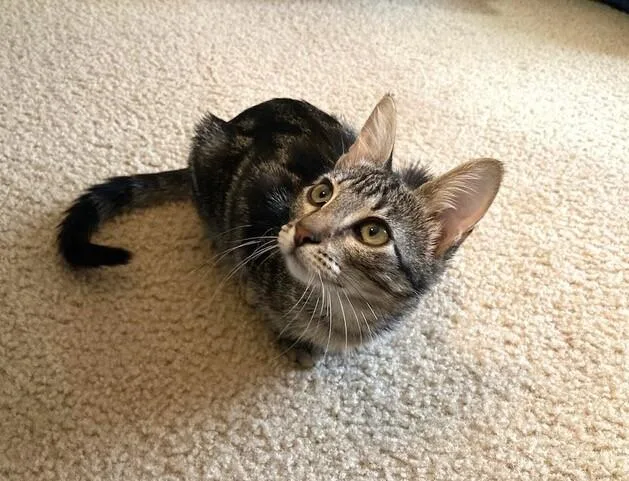 A young medium-sized female Gray / Blue / Silver Domestic Short Hair cat named Thea for adoption in Fort Collins, CO