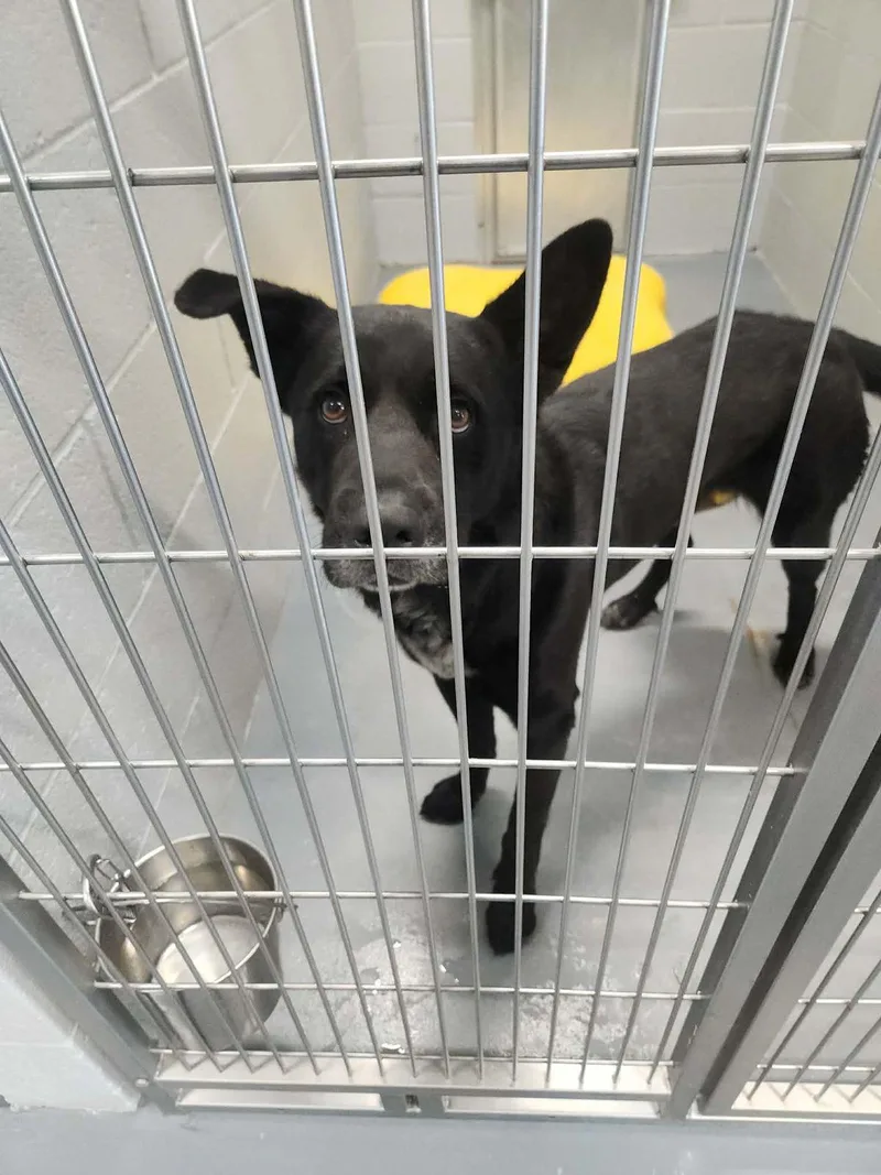 An adult medium-sized male Black Shepherd dog named Pete for adoption in Kingman, AZ