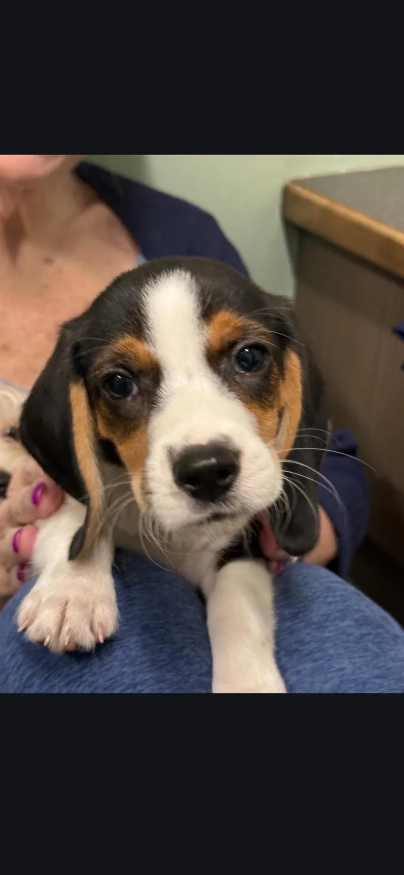 A baby small-sized male Beagle dog named Herbie for adoption in Wheaton, IL