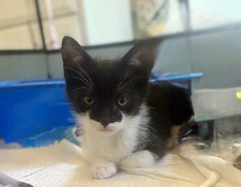A baby small-sized male Domestic Short Hair cat named Angel Boy for adoption in Davidson, NC