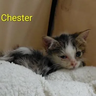 Chester