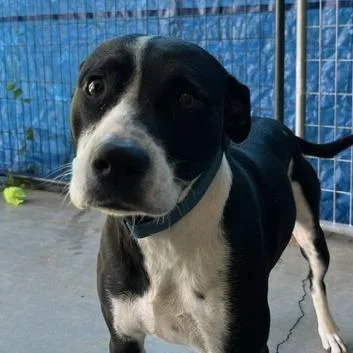 An adult medium-sized female Mixed Breed dog named Cowie for adoption in Marble, NC