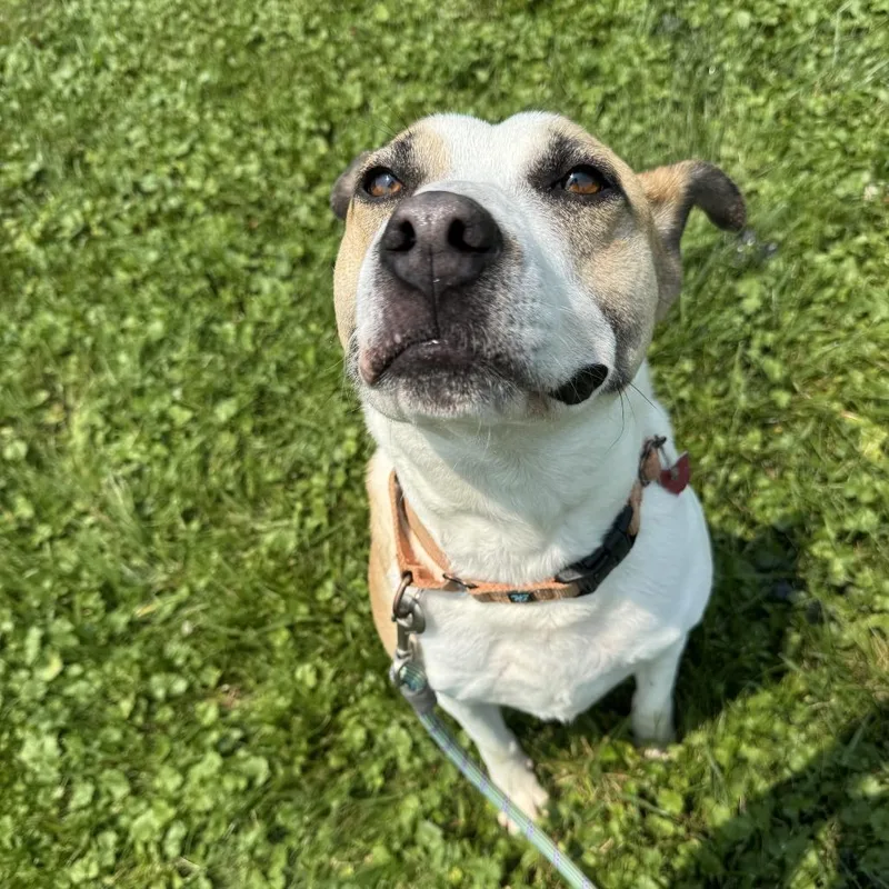 An adult medium-sized male Brown / Chocolate Pit Bull Terrier dog named Mitch for adoption in Delaware, OH