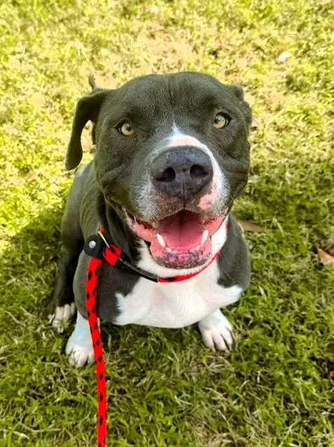 A young large-sized male Mixed Breed dog named Brutis for adoption in Jacksonville, FL