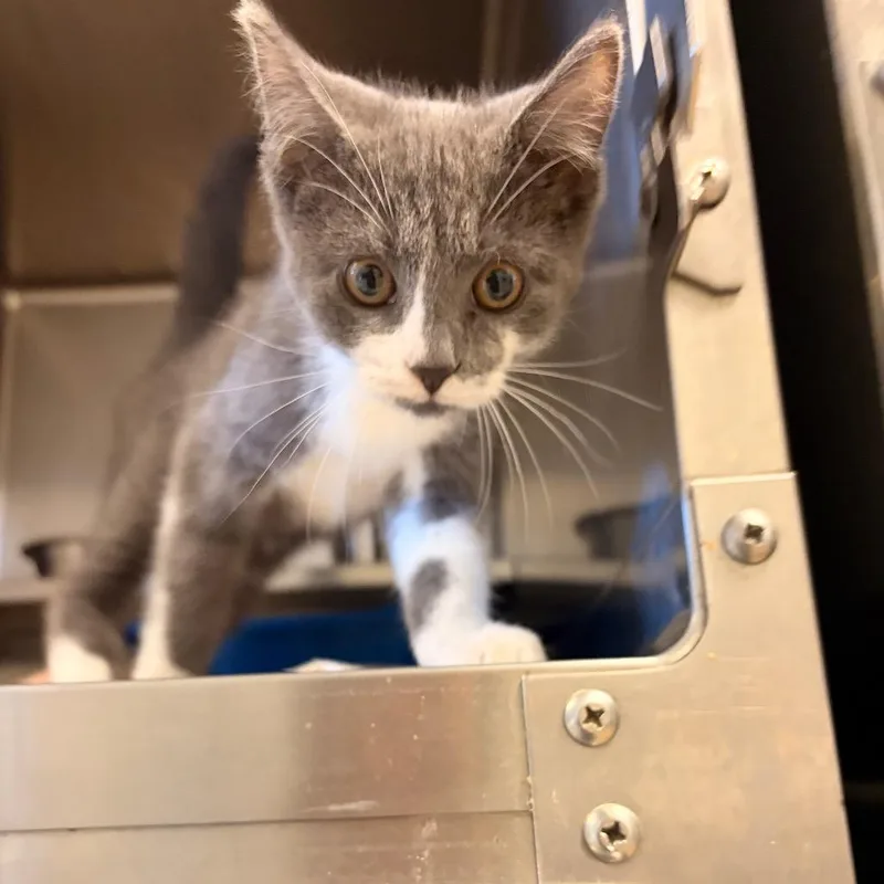 A baby small-sized male Gray / Blue / Silver Domestic Short Hair cat named Gambit for adoption in Bristol, IN