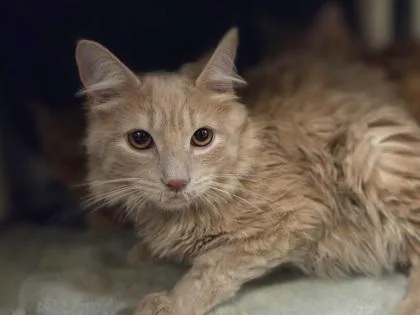 A baby medium-sized male Domestic Medium Hair cat named Tater for adoption in Westland, MI
