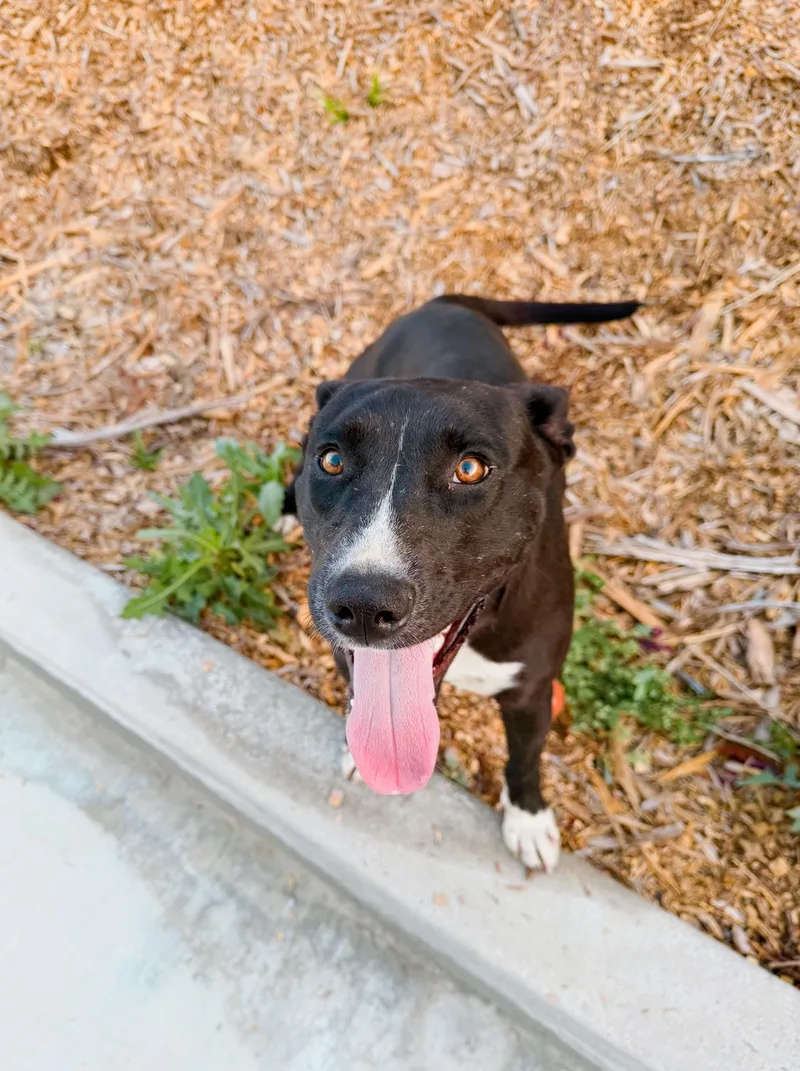 A young medium-sized female Labrador Retriever dog named Lollipop for adoption in santa monica, CA