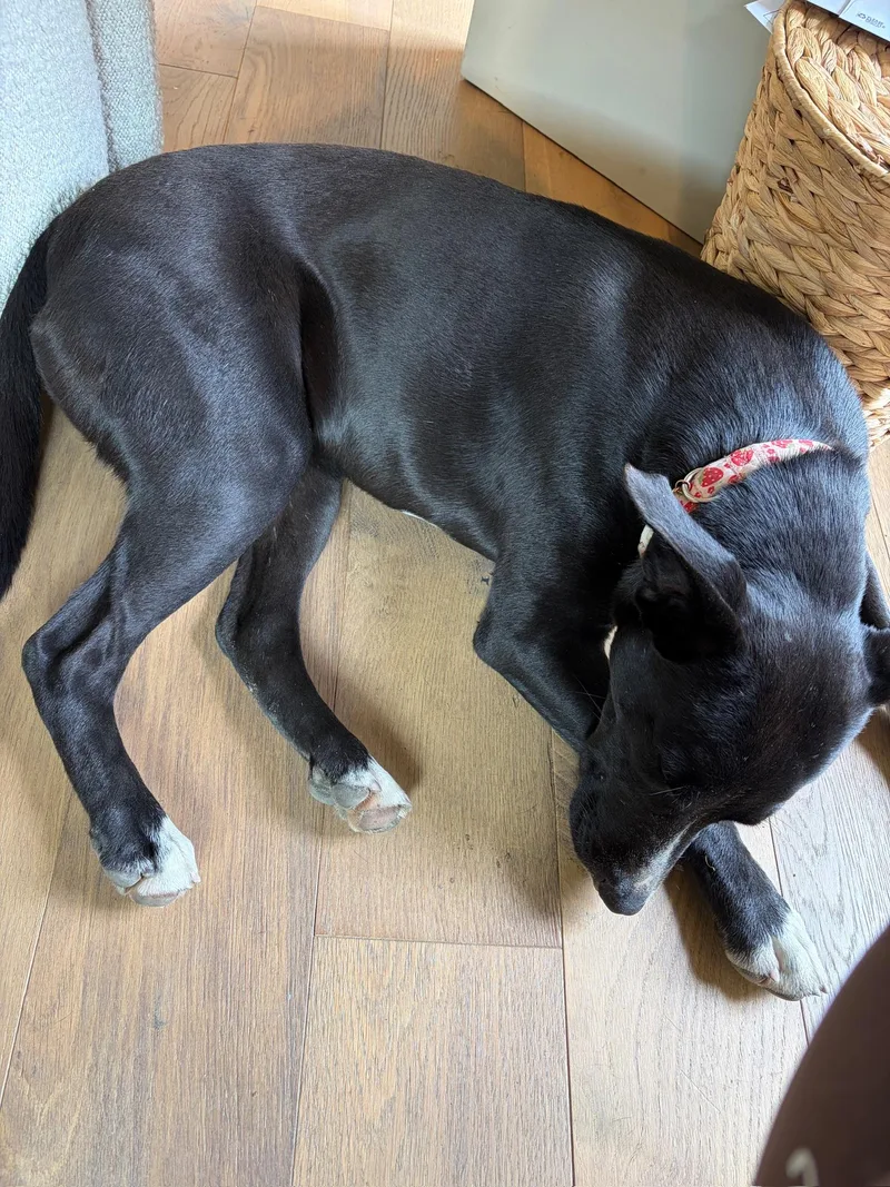 Lollipop thumbnail 2