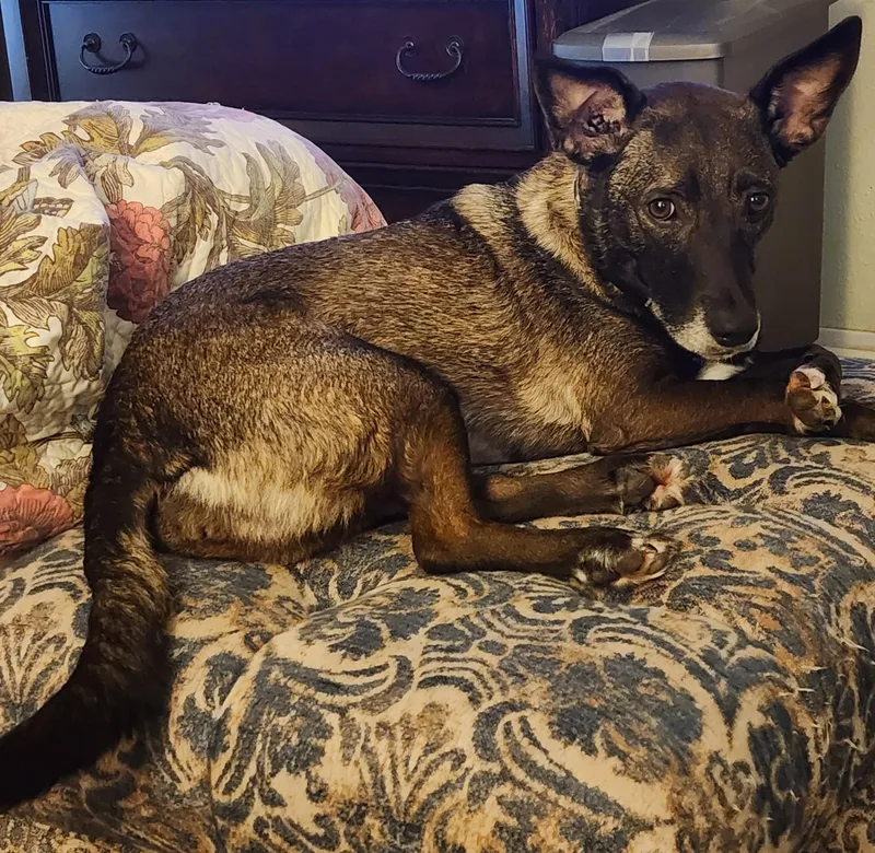A young medium-sized female Bicolor Labrador Retriever dog named Bridgette for adoption in Lewisville, TX