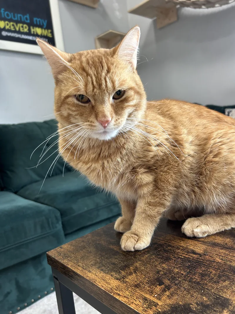 A young medium-sized male Tabby (Orange / Red) Domestic Short Hair cat named Cheetah for adoption in Mokena, IL